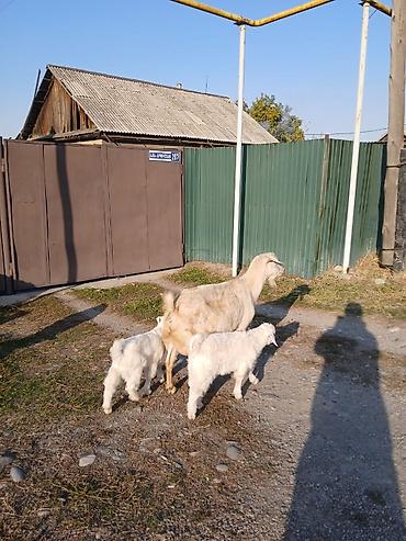 продажа бараны: Продаю | Коза (самка) | Зааненская | Для разведения | Племенные — 2