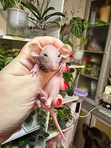 хомяки ош: Привет друзья. в питомнике Rat hause Love, родились новые детки — 3