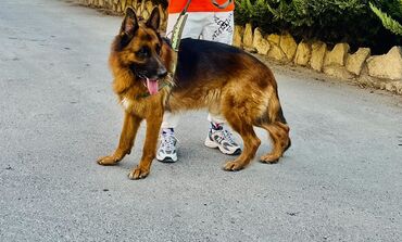 ən gözəl itlər: Alman çoban iti, 1 il, Erkek, Peyvəndli, Ünvandan götürmə