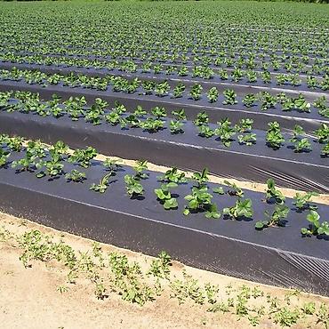 Капельный полив: #пленка клубничная мульчирующая ПРЕМИУМ-ОРИГИНАЛ длина - 1 000 метр — 8