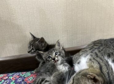 кошки продаются очень бесплатно: Котенок с серым окрасом который высовывает язык отдаем его