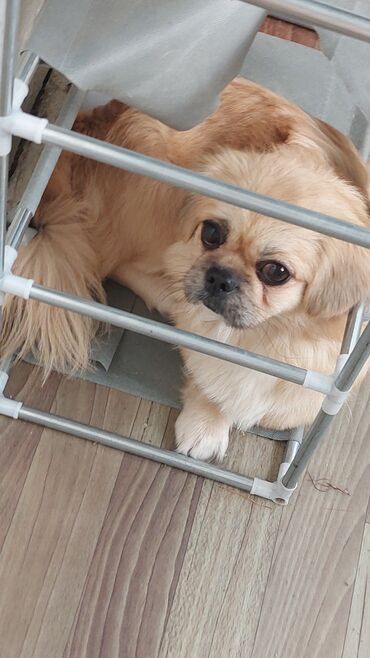 İtlər: Pekines, 2 il, Dişi, Ünvandan götürmə