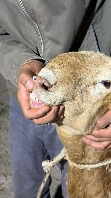 Баран, овца: Продаю | Баран (самец) | Арашан — 1