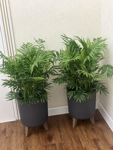 Другие комнатные растения: Продаю комнатные цветы! Зелёные, красивые, ухоженные — выращены с — 13