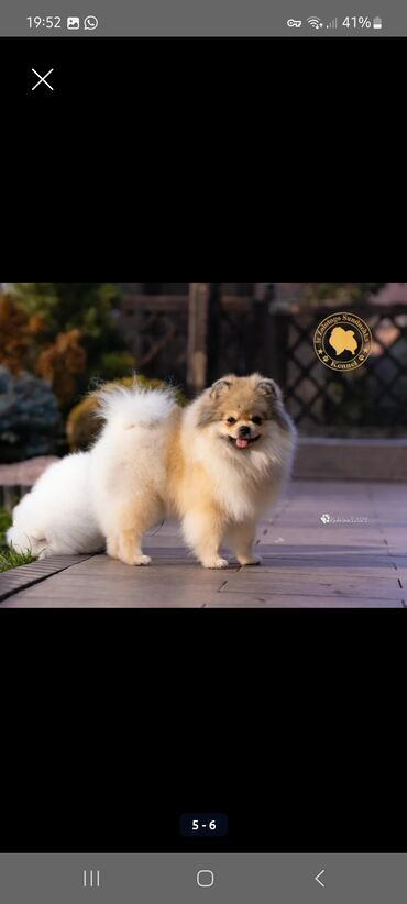 Продажа собак: Шпиц, 3 месяца, Самец, С прививкой, С родословной — 1