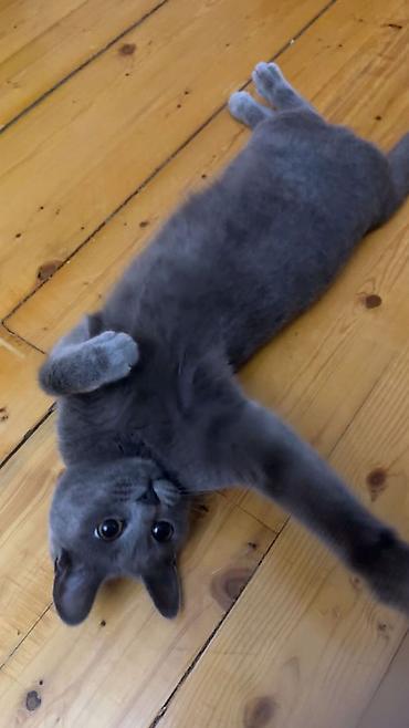 Кошки: Русская голубая — 3