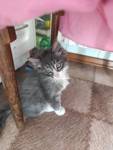 мейн кун бишкек питомник lyubushka купить котенка цена фото: Коты и кошки стерилизованы приучены к лотку обработаны от паразитов