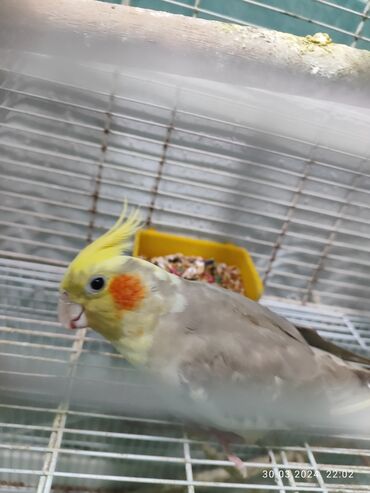 попугай корелла: Попугай капелла, самец и самка несут яйца