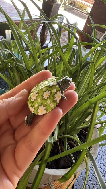 уздечки для лошадей: 🌿 Живой уголок у вас дома! 🌿 Предлагаем всё необходимое для