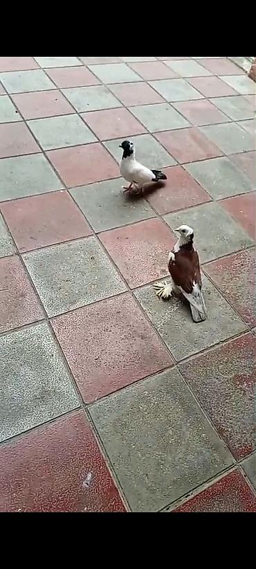 Quşlar: Salam dekarativ ağbaş erkəydi,manax mayayla barter de olunur,satışda — 4