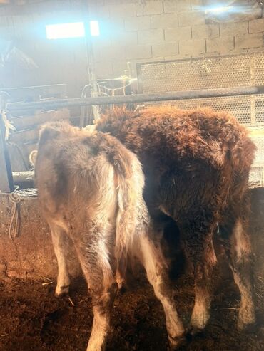 купить павлина цена: Сатам | Музоо | Бордоп семиртүү үчүн | Байланган