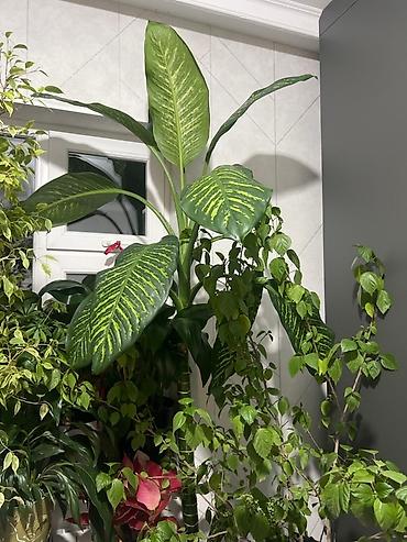dry monster: Монстера делициоза (Monstera deliciosa) – крупное — 9