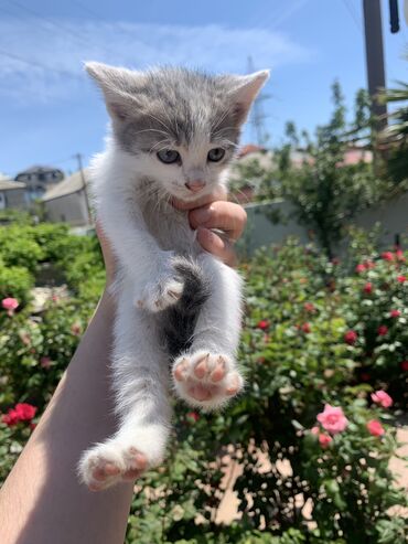 персидский кот: Котенок породистый в хорошие руки бесплатно
