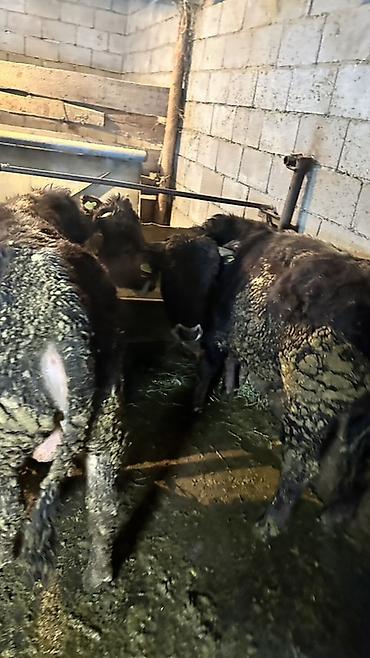 Коровы, быки: Продаю | Бык (самец) | Полукровка | На откорм | Привязанные — 3