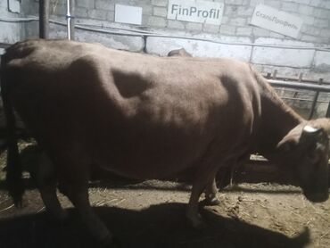 Inəklər, öküzlər: Dişi, il: 2, 540 kq, Ətlik, Ödənişli çatdırılma — 9