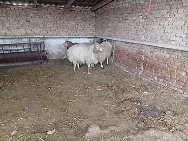 Баран, овца: Продаю | Баран (самец) | На забой — 5