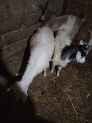 Keçi, çəpiş: Məhsul: Qoyun-keçi təsərrüfatı üçün keçilər Təsvir: - Şəkillərdə uzun — 4