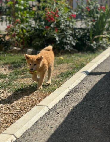 pomeranac srbija: Na prodaju štenci japanske akite - Akita inu. Dostupni za preuzimanje