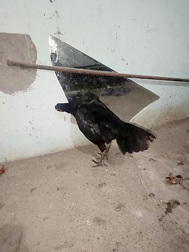 damazlıq heyvanların satışı: Salam bu heyvanlarin yumurtaları satılır temiz qan heyvandilar ünvan — 3