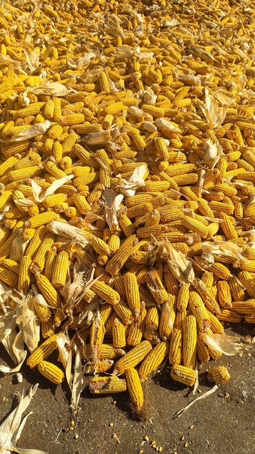 iqos 3 цена бишкек: Продам кукурузу в початках сорт Торро самовывоз.Имеется 80 тонн