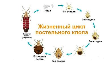 Дезинфекция, дезинсекция: Дезинфекция, дезинсекция, | Клопы, | Дома, Кафе, магазины, Квартиры — 4
