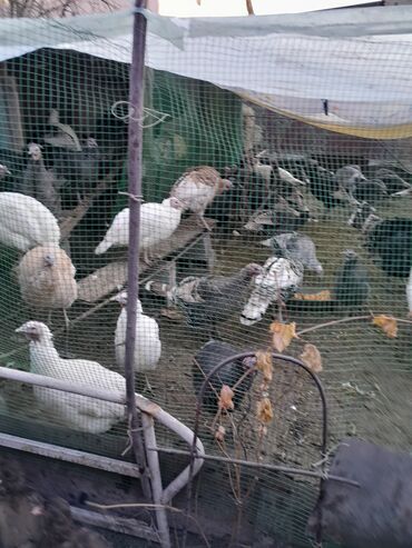 Индюки: Продаю | Индюк (самец) | Для разведения | Племенные — 5