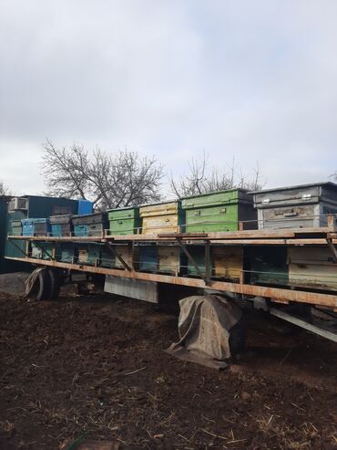 Другие животные: Продаю Срочно пчелоплатформу на 47семей с пчелами.в комнате есть