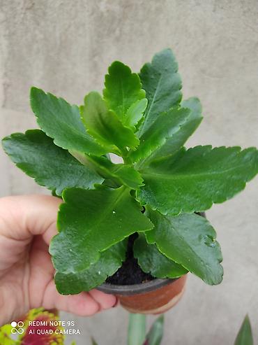 Другие товары для дома и сада: Продаю диффенбахии. Диффенбахия чистит воздух, помогая удалять из — 30