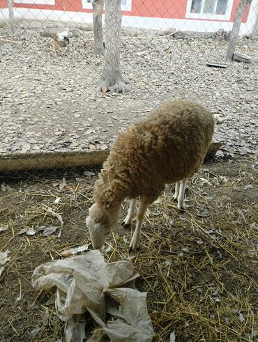 Qoyunlar, qoçlar: Hər ikisi cins quzlaridir iksdə dişdir 5-6 aylıq quzlardir qiyməti — 3