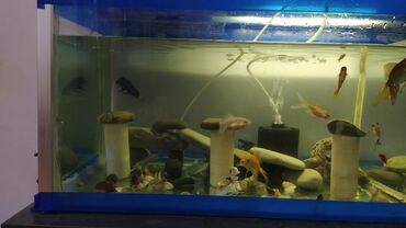 Akvariumlar: Rəngarəng akvarium balıqları və dekorativ akvarium Məhsul təsviri: - — 4