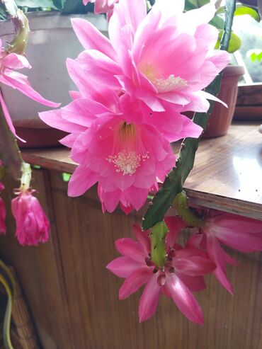 домашние цветы: Цветы: отросток эпифилум, калахоя, каменная роза, хойя, бильбергия