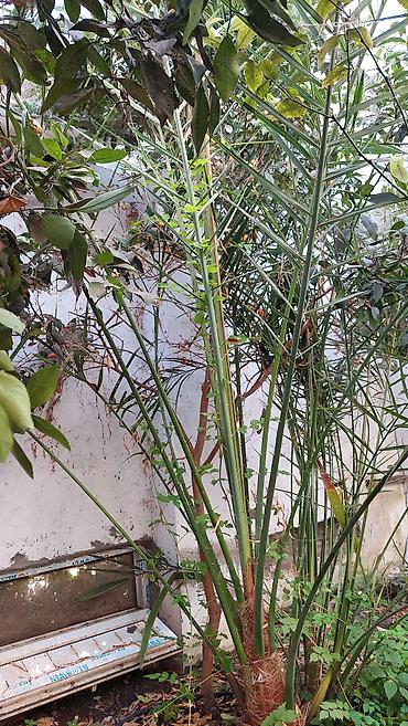 palma agaci satilir: Xurma palmı – dekorativ bağ bitkisi - Növ: Xurma palmı (Phoenix spp.) — 1