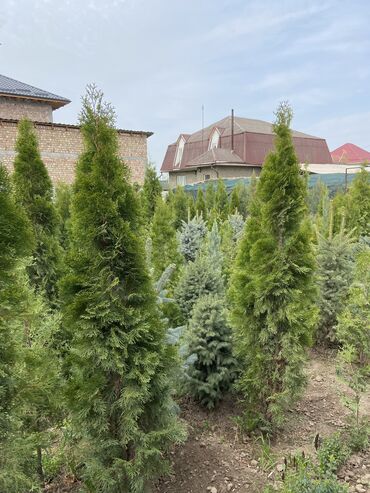 Декоративные деревья: Саженцы деревьев: Сосны, Самовывоз, Платная доставка at lalafo.kg — 3 Декоративные деревья: Саженцы деревьев: Сосны, Самовывоз, Платная доставка — 3