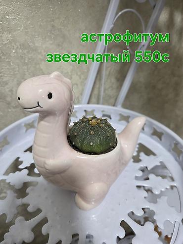кактусы купить: Комнатные растения в горшках: - Декабрист (шлюмбергера) — — 10