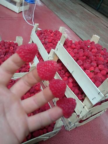 Малина: Малина ремонтантная (сорт — 4