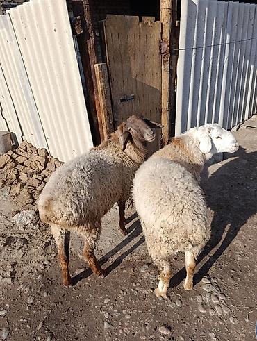 Баран, овца: Продаю | Овца (самка) | Полукровка | Для разведения — 2