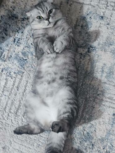 сиамский кот цена: Кот 2 года Scottish straight приученный к лотку. Отдаем в хорошие