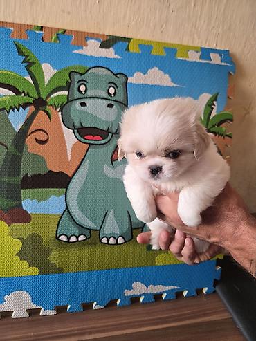 ən gozəl it adları: Pekines — 2