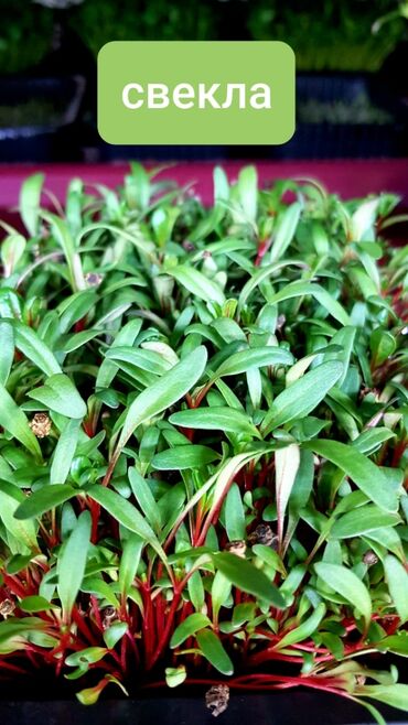 Здоровое питание: Продается вкусная красивая и очень полезная микрозелень в большом — 3