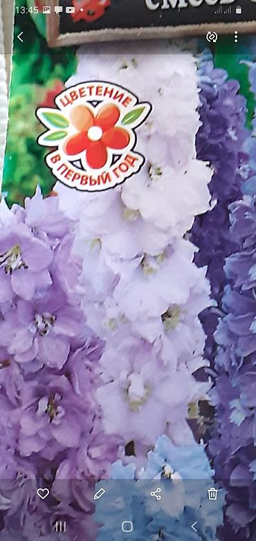 Размещение рекламы: В продаже комнатные цветы и многолетние садовые цветы. 1. Алое вера — 10