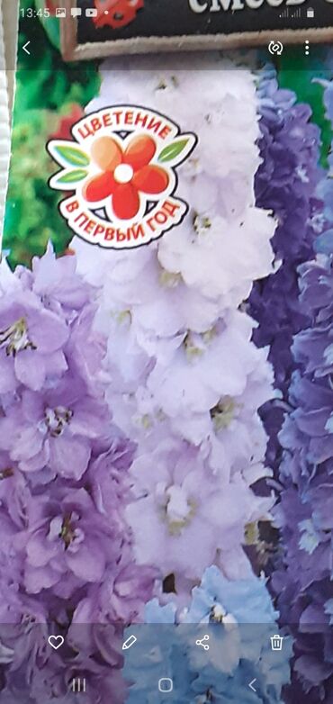 Другие книги и журналы: Продается семена дельфиниумов и катарантусов — 13