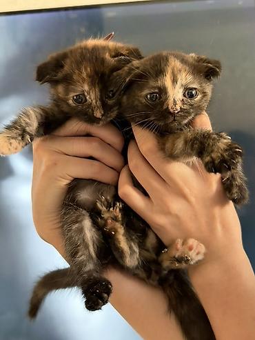 scottish fold: Şotland — 3