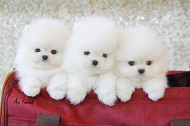 We have very healthy Pomeranian puppies available for adoption. The