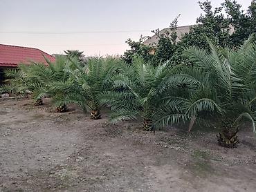 suni ağac: Xurmalı palma ağacları – dekorativ landşaft üçün - Növ: Xurma — 1