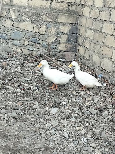 pekin ördeği: Dişi, Damazlıq, Ünvandan götürmə — 5