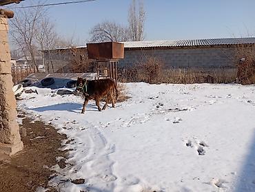 Коровы, быки: Продаю | Тёлка | Для разведения | Привязанные — 8