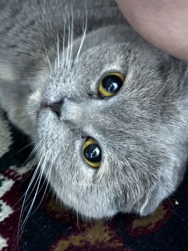 голубая сибирская кошка: Продается шотландская кошка 
Ей 1 годик 
Зовут Анабель
5000