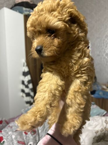 кане корсо цена: Pudel