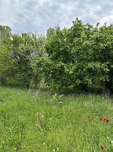 Daşınmaz əmlak: 31 sot, Tikinti, Mülkiyyətçi, Kupça (Çıxarış) — 8