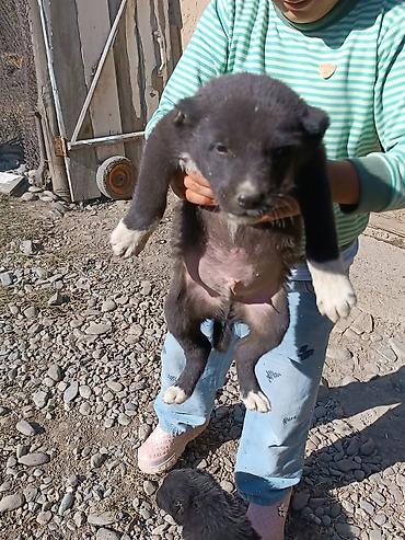 сабака ххх: Овчарка, 1 айлык, Эркек — 5